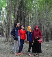 Tempat tersebut dinamai bukit sakura kemiling atau taman sakura. Hutan Bambu Dan Taman Sakura Keputih Sukolilo Surabaya 2021 All You Need To Know Before You Go Tours Tickets With Photos Tripadvisor