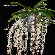 Image result for Aerangis ugandensis