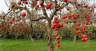 Isle Of Apples A Poem By Phillip Dodd At Spillwords Com Fruit Trees Apple Tree Fruit