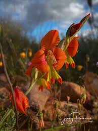 Image result for Gnidia burchellii