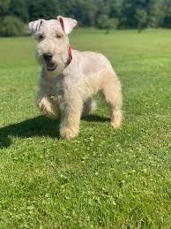 Image result for lakeland teriér