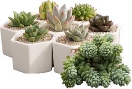 Image result for Dicliptera minor