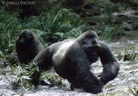Dominant Silverback Mwirima Rushegura Group Crosses A Stream In Bwindi Impenetrable National Park Uganda Gorilla Mountain Gorilla Animals