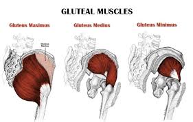 The muscles of the leg are important for. Leg Anatomy All About The Leg Muscles