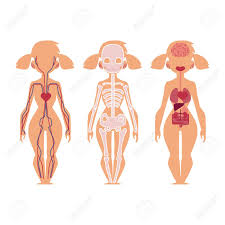 This diagram depicts women diagram human body. Vector Flat Structure Of The Human Body Anatomy Female Internal Royalty Free Cliparts Vectors And Stock Illustration Image 93716779