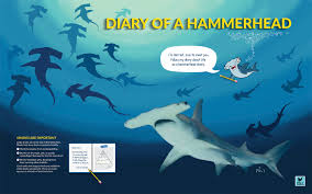 Per the food and agriculture organization of the united nations (fao), european countries are major markets for shark meat.1 pickled dogfish is popular food in germany, france, and other northern. Hammerheadexhibitpage The Paly Foundation