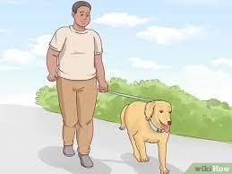 How To Get A Dog To Stop Eating Dirt With Pictures Wikihow