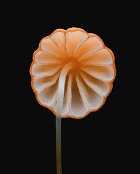 Image result for Marasmius siccus