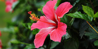 Hibiscus is used in ayurveda to make hair protective oils. 5 Reasons Why Hibiscus Deserves A Permanent Spot In Your Beauty Closet