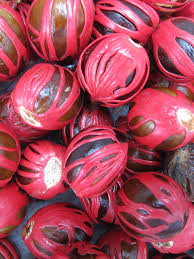 Vincent and trinidad, other countries where nutmegs have been introduced include st. True Nutmeg Tree Myristica Fragrans Real Tropicals