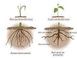 Una mañana reciben la llamada de pedro, su único hijo, y les… Raiz Partes Das Plantas Botanica E Biologia Infoescola