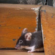 Hearing the scratching sounds in the walls or attic may be the results of the animals in your home. Rodent Season If You Can Poke A Biro Through A Hole A Mouse Can Get In