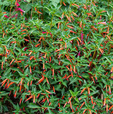 Image result for Cuphea