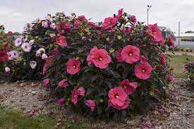 It is a wonderful plant and should be in almost every garden. Summerific Evening Rose Rose Mallow Hibiscus Hybrid Hardy Hibiscus Hibiscus Bush Flower Pots