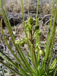 Image result for Rhipidoglossum microphyllum