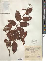 Image result for Polhillides velutina