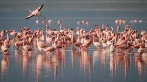 Petition Istanbul Buyuksehir Belediyesi Hayvan Istismari Flamingo Koy Vahseti Durdurulsun Change Org Africa Wildlife Animals Of The World Wildlife