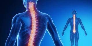 Sumsum tulang belakang ada di dalam tubuh setiap manusia. Memahami Fungsi Sumsum Tulang Belakang Beserta Penjelasan Anatominya Merdeka Com