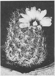 The flowers are yellow with a combination of other. The Fantastic Clan The Cactus Family