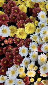 Get advice on breeding and assist each other in flower watering! Mums For Sale Mums Flowers Flowers For Sale Mums For Sale