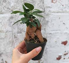 Maybe you would like to learn more about one of these? Buy Baby Ficus Ginseng Bonsai Ideal Terrarium Plant