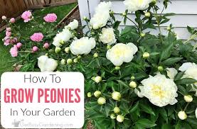 Peonies grow in usda hardiness zones 4 to 8 (check yours here), so make sure you choose one that can survive. Peonies Care Guide How To Grow Peony Plants Get Busy Gardening