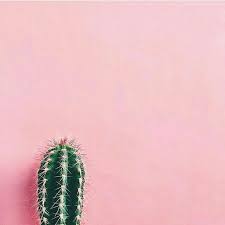 Pin By س On Pink Cactus Trendy Plants Plant Aesthetic