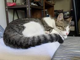 Tuxedo cats coloration with white paws, chest, and belly, with optional white on face. Adopted Lemon Grey Tabby Cat Rehomed In Stanton Ca