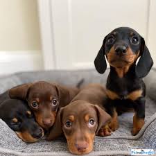 Image result for jezevčík hladkosrstý