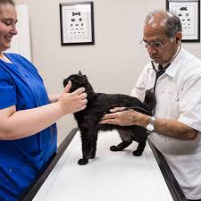 Take these necessary steps to keep them safe and sound at home with you. Caudle Vet Clinic Home Compassionate Care For Your Furry Friends