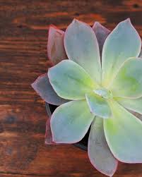 Find the right one for your garden! Nick S Garden Center Home Facebook