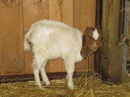Overeating Disease Chasing Freedom Farm