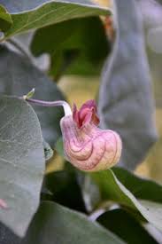 Image result for Aristolochia heppii