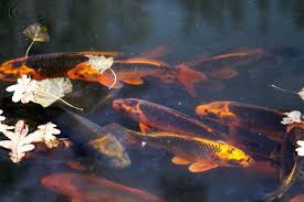 1.2 how to prepare your pond for easier hand feeding (tips & tricks). What You Need To Know Before Buying Your First Pet Koi Pethelpful