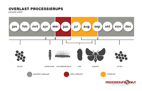 Processierups Bestrijden Info Symptomen Wat Te Doen