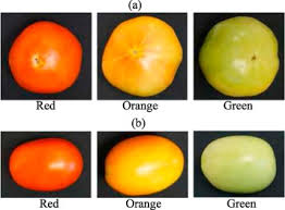 a methodology for fresh tomato maturity detection using