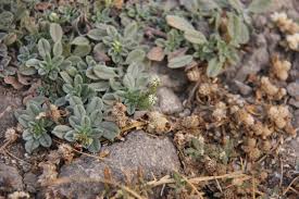Image result for Euploca ovalifolia