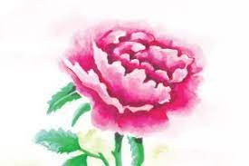 Free download high quality wallpapers gorgeous images. Using Peony Flowers To Attract Love With Feng Shui Fengshuied