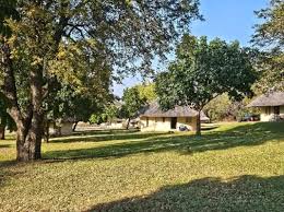 Image result for Gymnosporia matoboensis