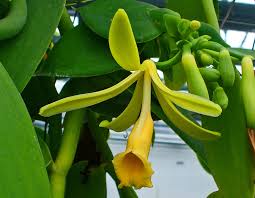 Image result for Orchidaceae