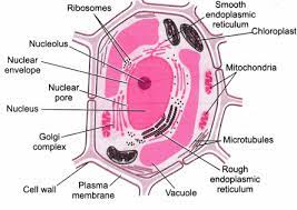 Resolving power is the ability to distinguish between separate things which are close to each other. Illustrate Only A Plant Cell As Seen Under Electron Microscope How Is It Different From Animal Cell Cbse Class 9 Science Learn Cbse Forum