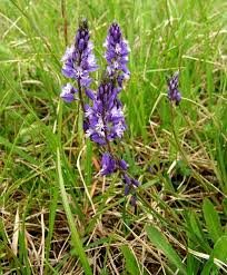 Image result for Polygala usafuensis