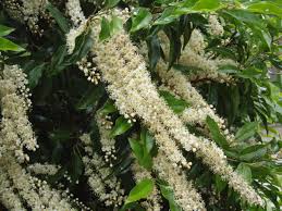 Prunus laurocerasus) wird übrigens auch lorbeerkirsche genannt. Baumschule Eggert Blutenstraucher Baumschulen Heckenpflanzen Portugiesischer Lorbeer Prunus Lusitanica Im Pflanzenhandel Online Kaufen