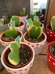 Trader joe's is selling colorful spring cacti for under $6. Trader Joe S Heart Succulents Are The Perfect Way To Share The Love