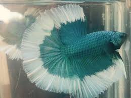Malaysia Betta Competition Grade Photos Facebook