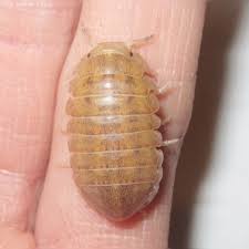 Image result for Disa brevicornis