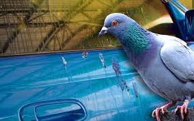 Rina bercermin di depan kaca cermin rias di kamarnya. Jangan Biar Najis Burung Pada Kenderaan Anda Ini Sebabnya Iluminasi