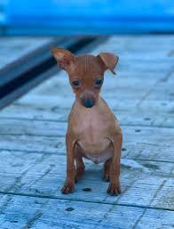 Image result for miniature pinscher