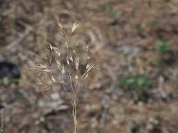 Image result for Pentameris