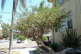Image result for Melaleuca